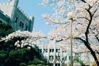 벚꽃 명소로 유명한 우리대학 교정 